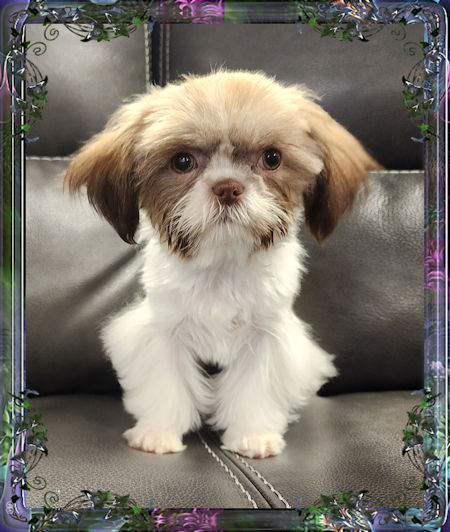 Tiny little female chinese imperial shih tzu puppies for sale teacup